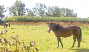 Wotsit and Barney in the field at Little Edstone