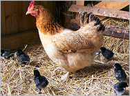 Chickens at Little Edstone