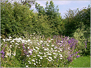 Flowers at Little Edstone