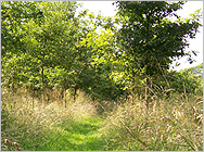 Woodland walk at Little Edstone