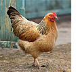 Hen