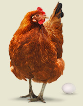 chicken and egg