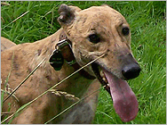 Mac the greyhound at Little Edstone